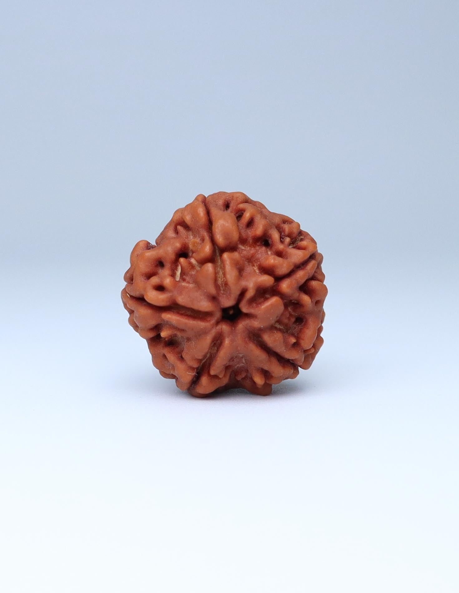 6 Mukhi Nepali Rudraksha