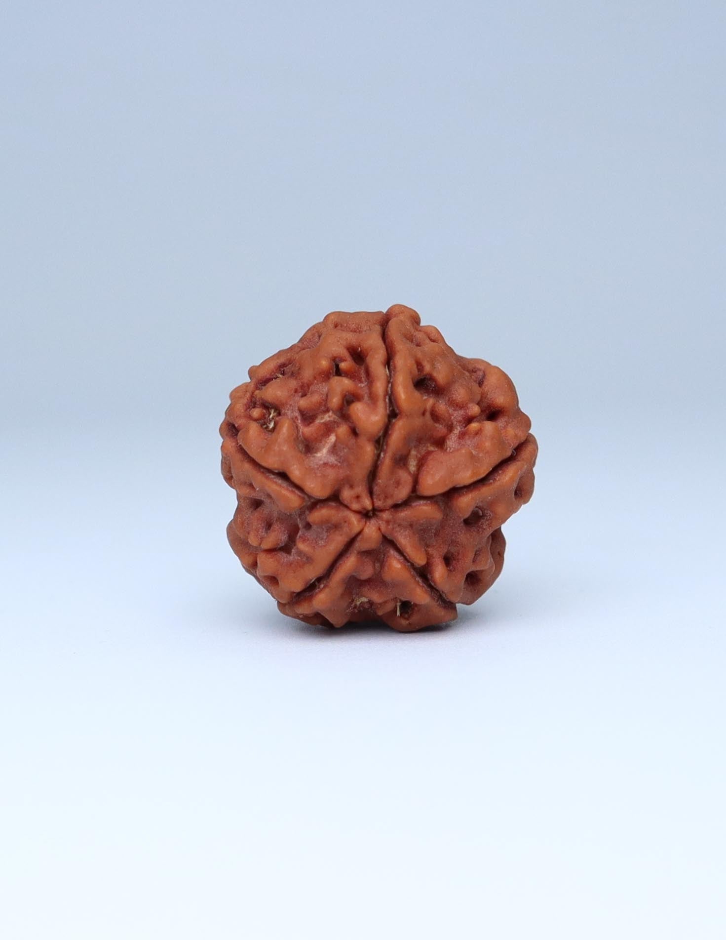 6 Mukhi Nepali Rudraksha