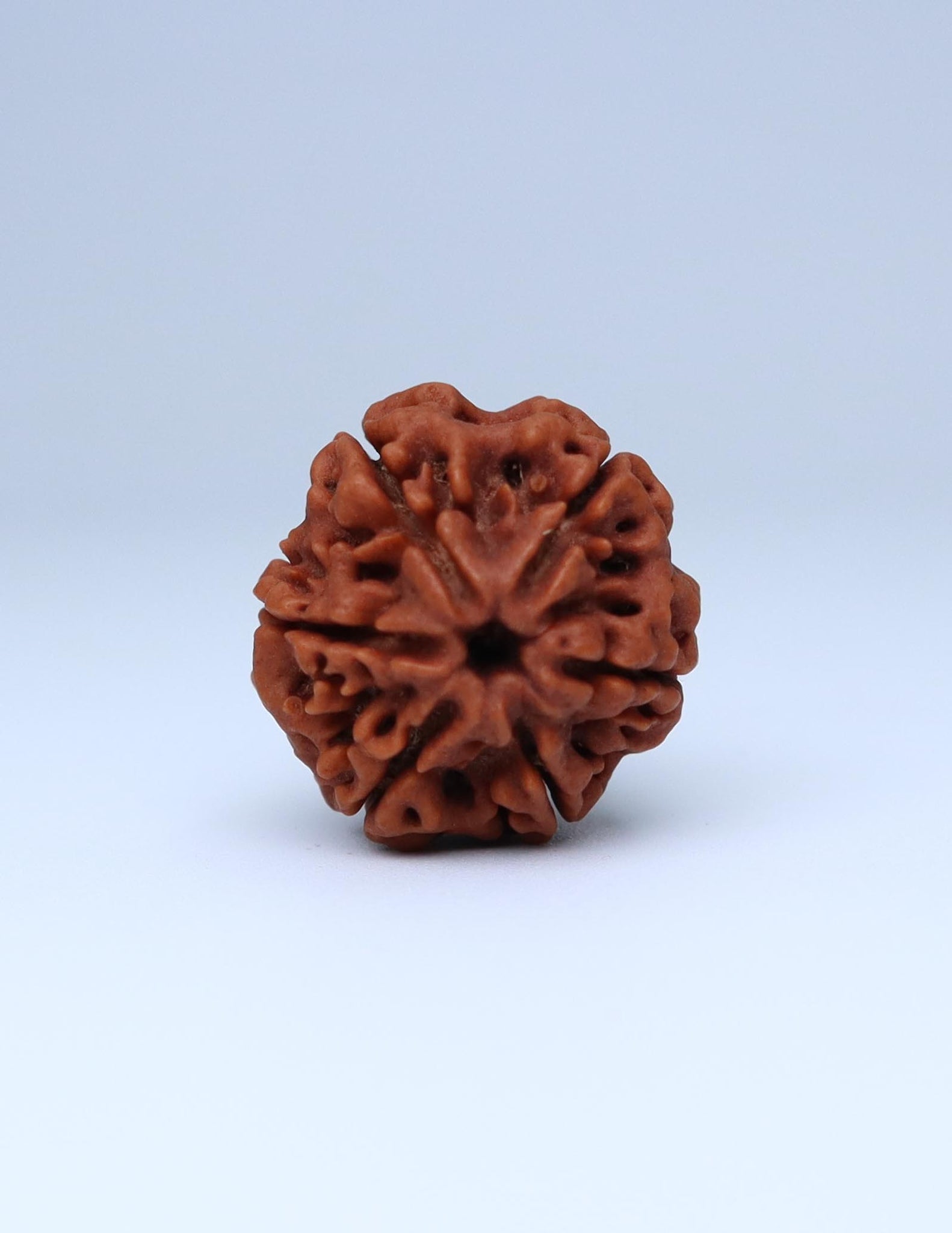 6 Mukhi Nepali Rudraksha