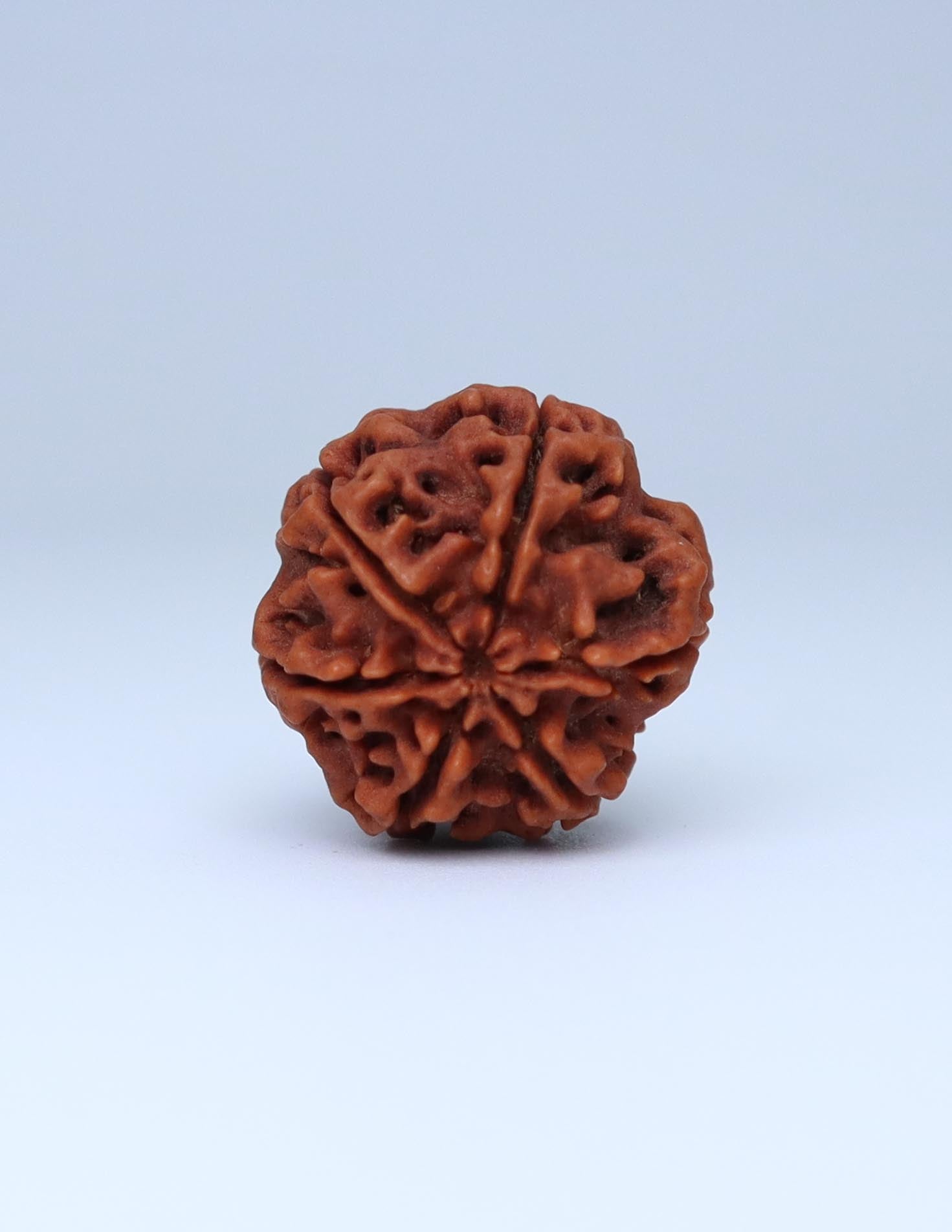 6 Mukhi Nepali Rudraksha