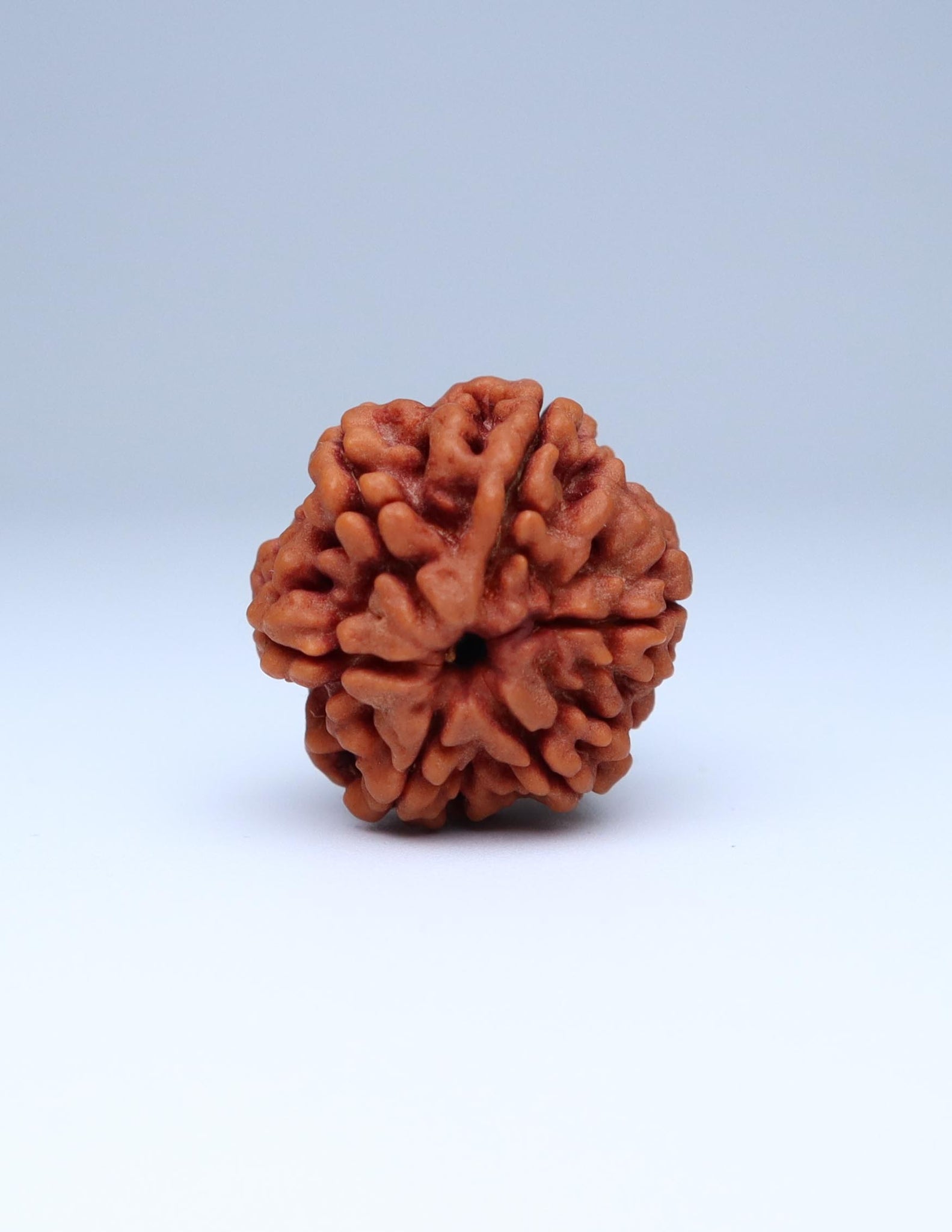 6 Mukhi Nepali Rudraksha