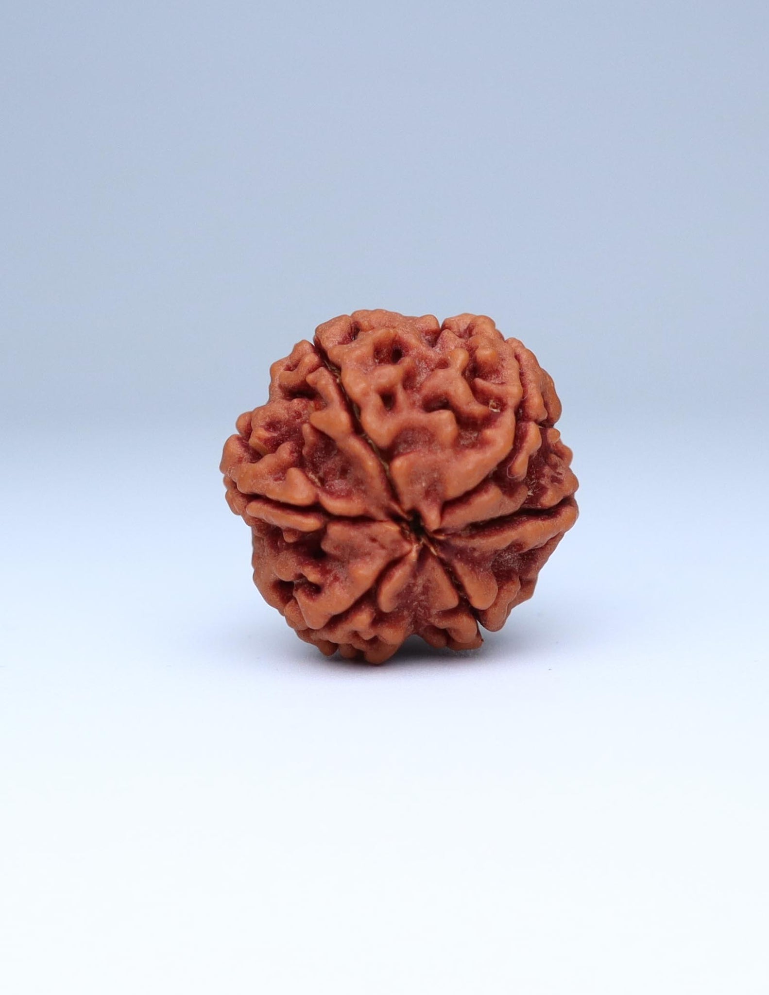 6 Mukhi Nepali Rudraksha