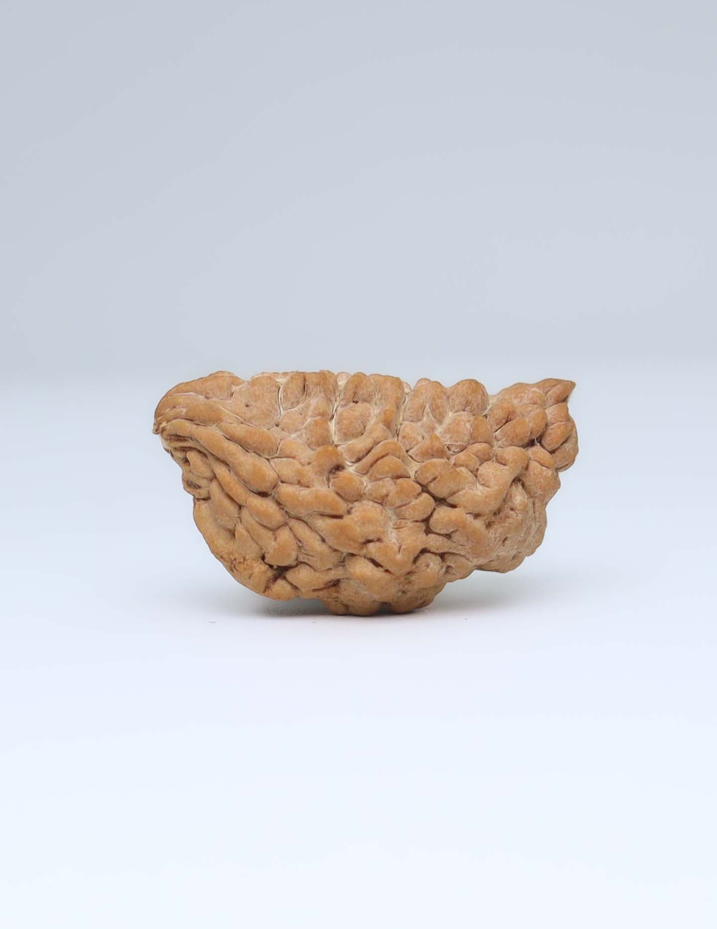 One Mukhi Half Moon Shaped Rudraksha