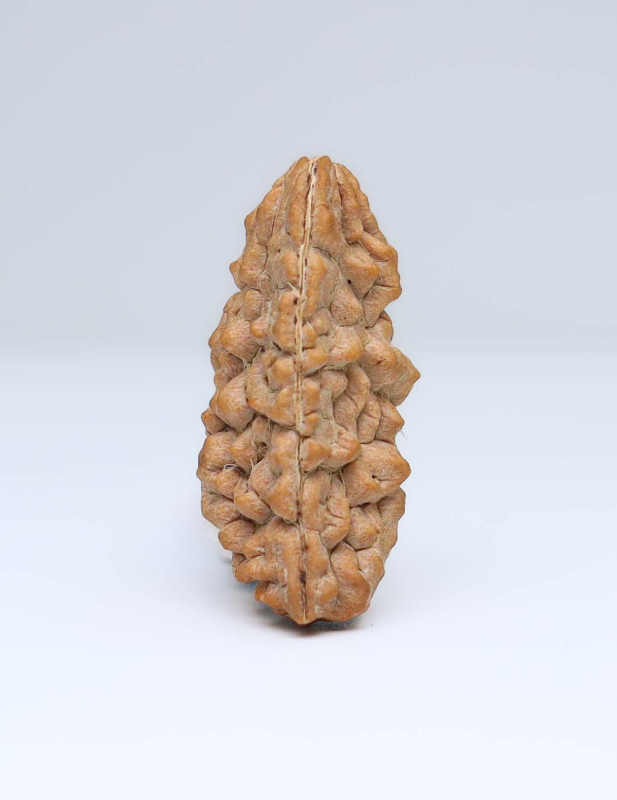 One Mukhi Half Moon Shaped Rudraksha