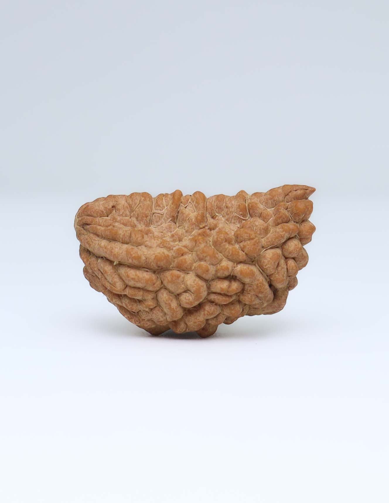 One Mukhi Half Moon Shaped Rudraksha