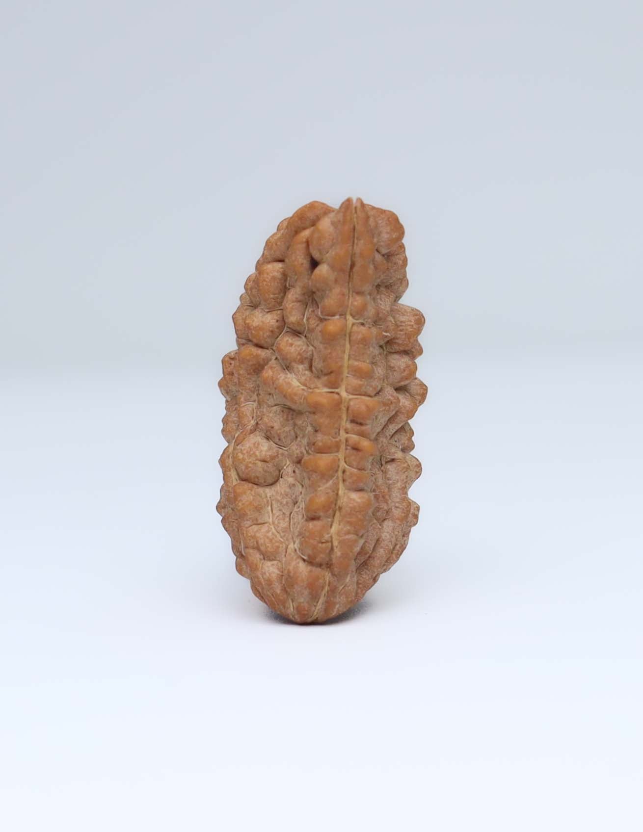 One Mukhi Half Moon Shaped Rudraksha