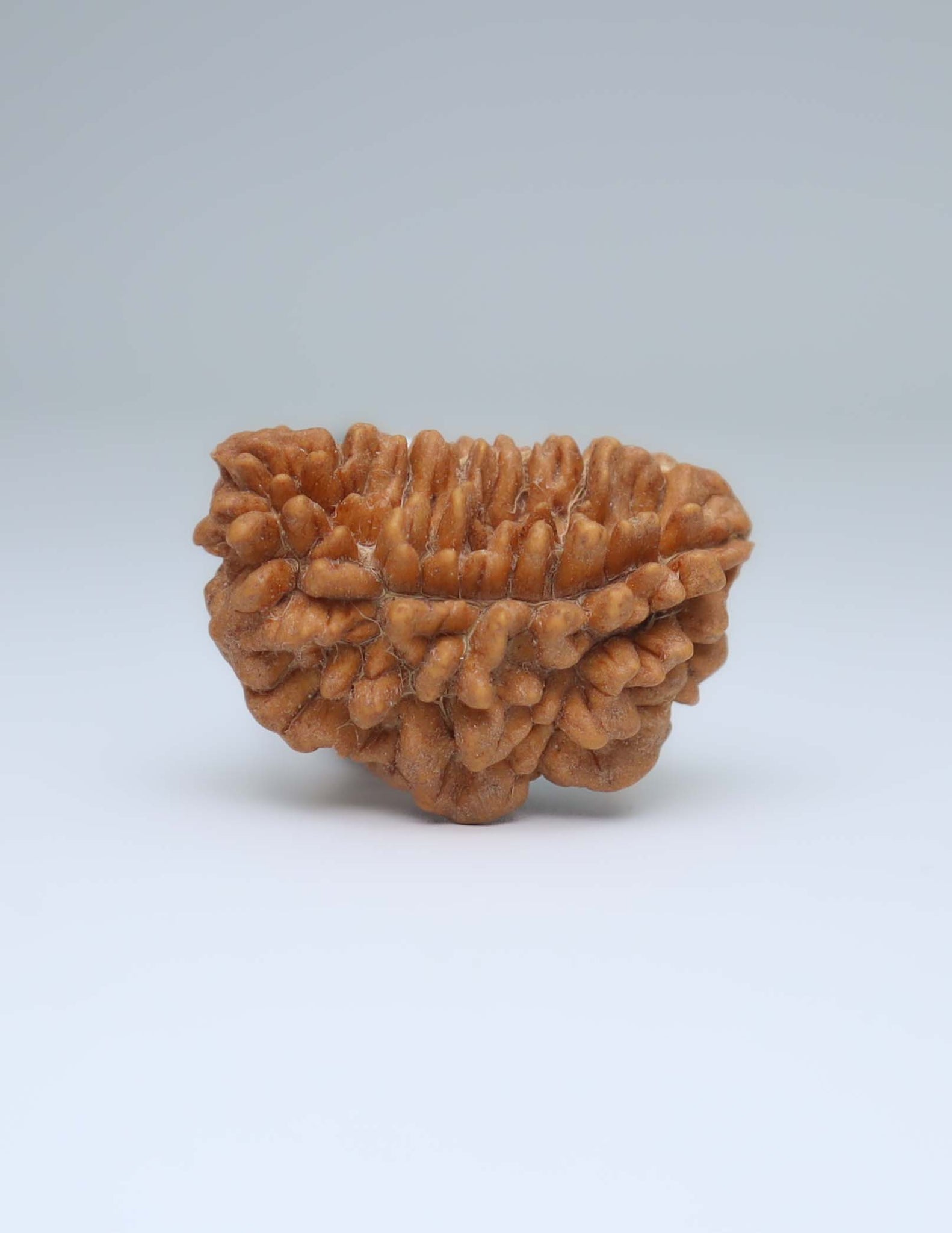 One Mukhi Half Moon Shaped Rudraksha