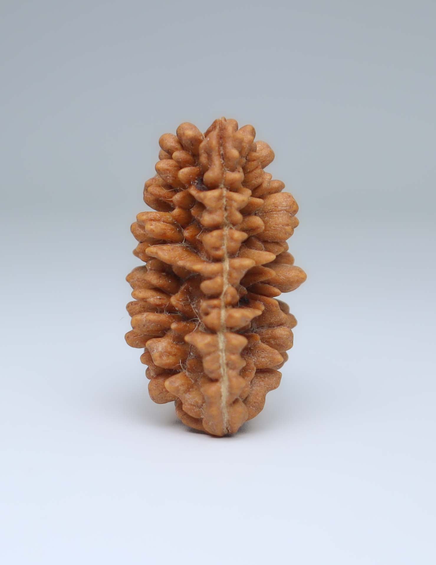 One Mukhi Half Moon Shaped Rudraksha