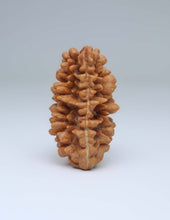 One Mukhi Half Moon Shaped Rudraksha