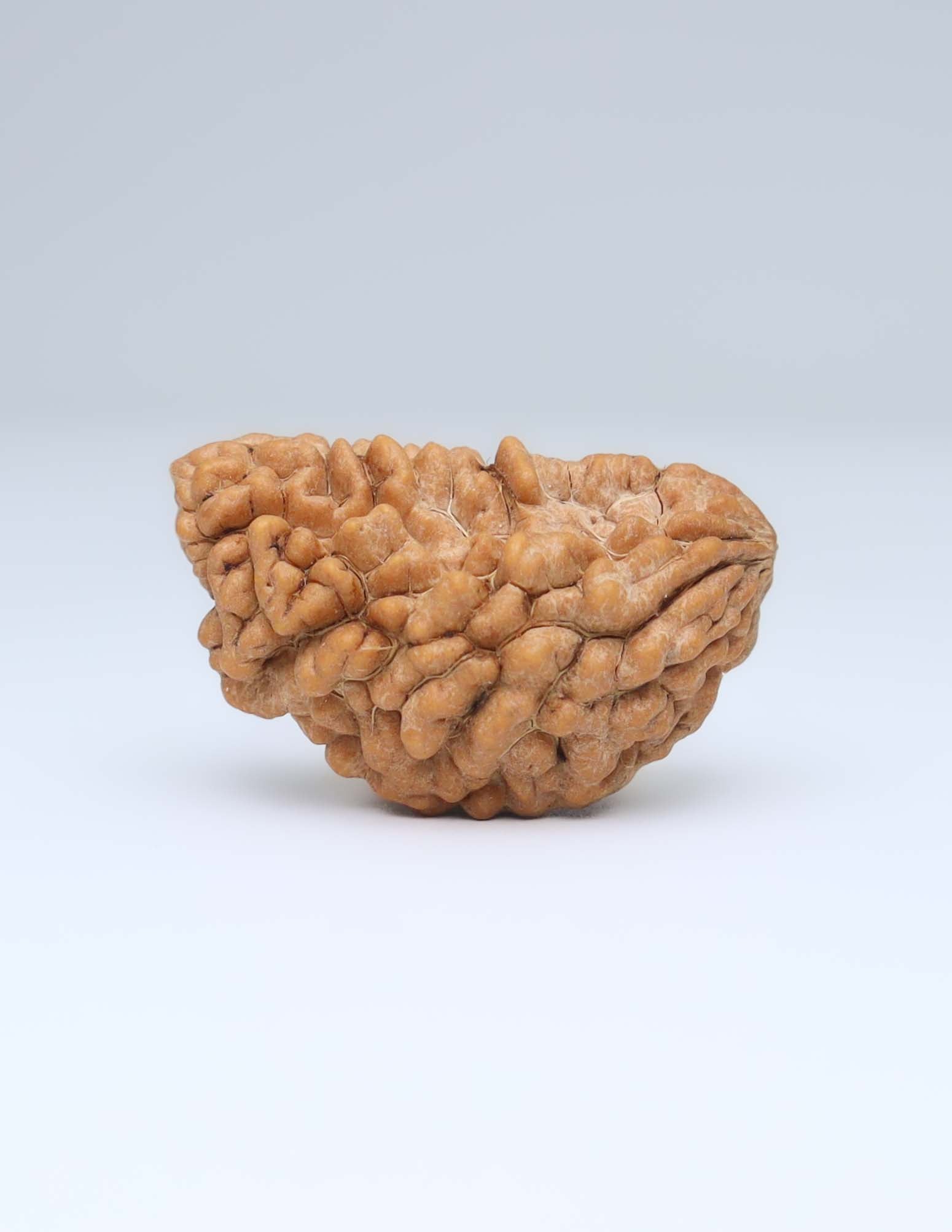 One Mukhi Half Moon Shaped Rudraksha