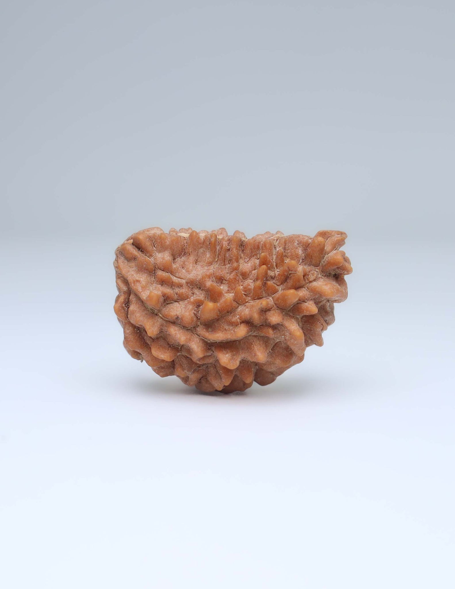 One Mukhi Half Moon Shaped Rudraksha