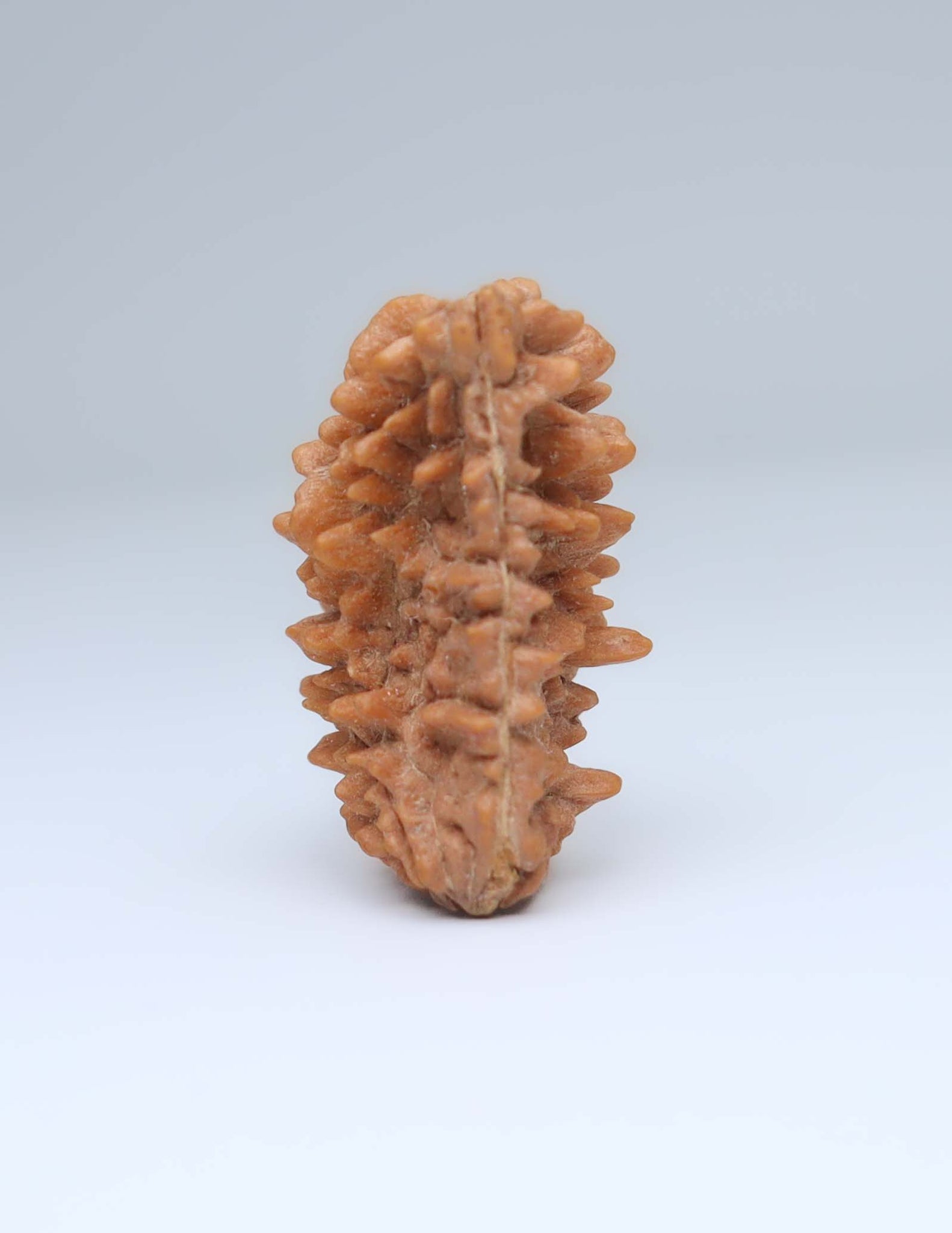 One Mukhi Half Moon Shaped Rudraksha