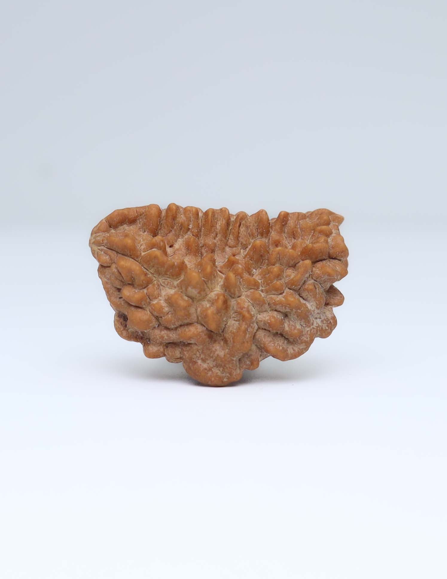 One Mukhi Half Moon Shaped Rudraksha