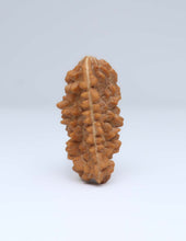 One Mukhi Half Moon Shaped Rudraksha