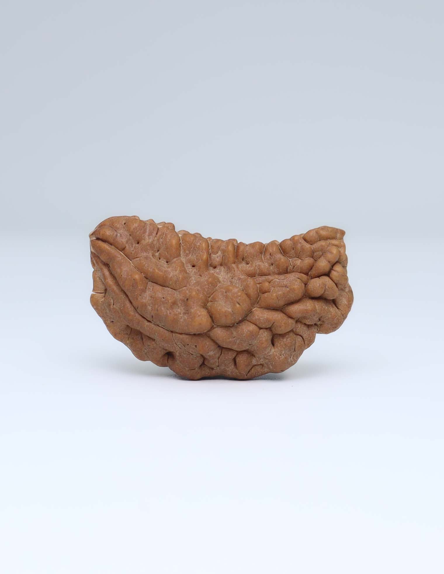 One Mukhi Half Moon Shaped Rudraksha