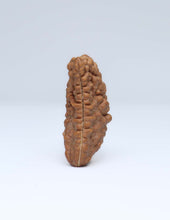 One Mukhi Half Moon Shaped Rudraksha