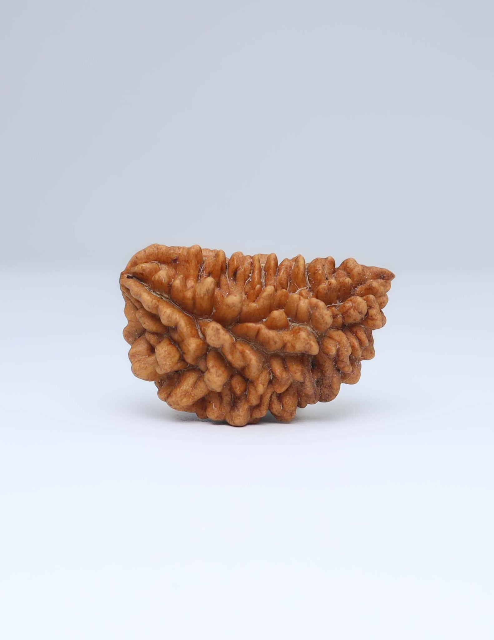 One Mukhi Half Moon Shaped Rudraksha