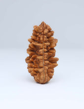 One Mukhi Half Moon Shaped Rudraksha
