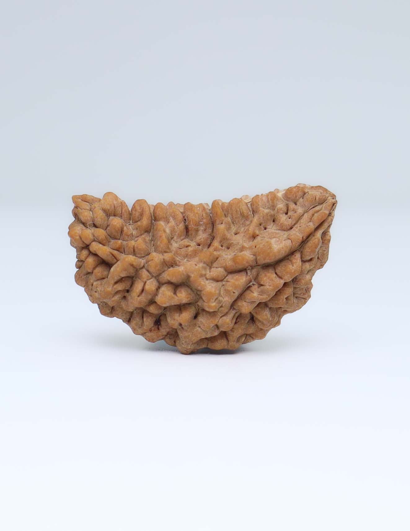 One Mukhi Half Moon Shaped Rudraksha