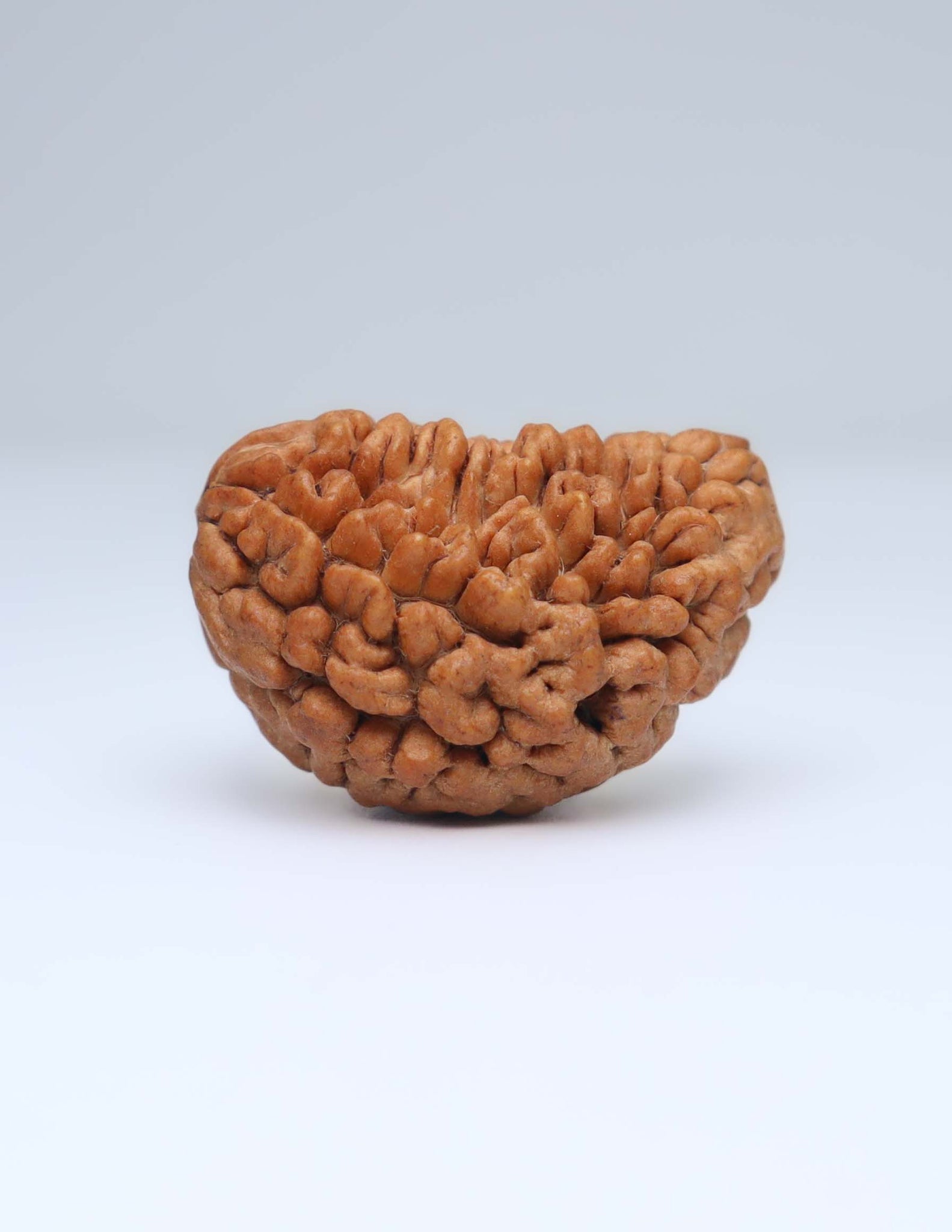 One Mukhi Half Moon Shaped Rudraksha