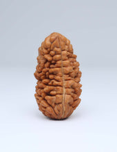 One Mukhi Half Moon Shaped Rudraksha