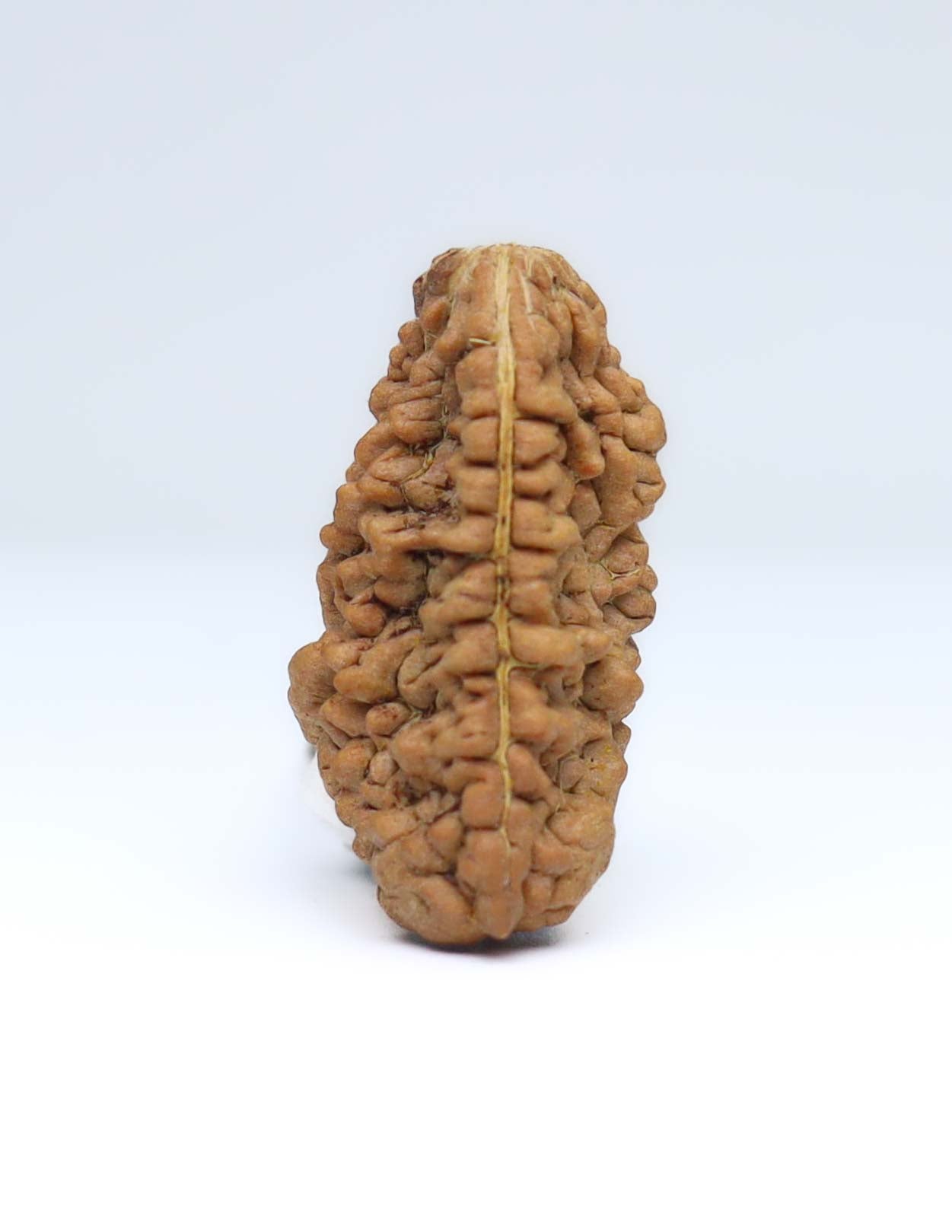 One Mukhi Half Moon Shaped Rudraksha