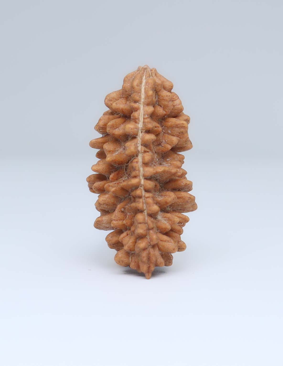 One Mukhi Half Moon Shaped Rudraksha