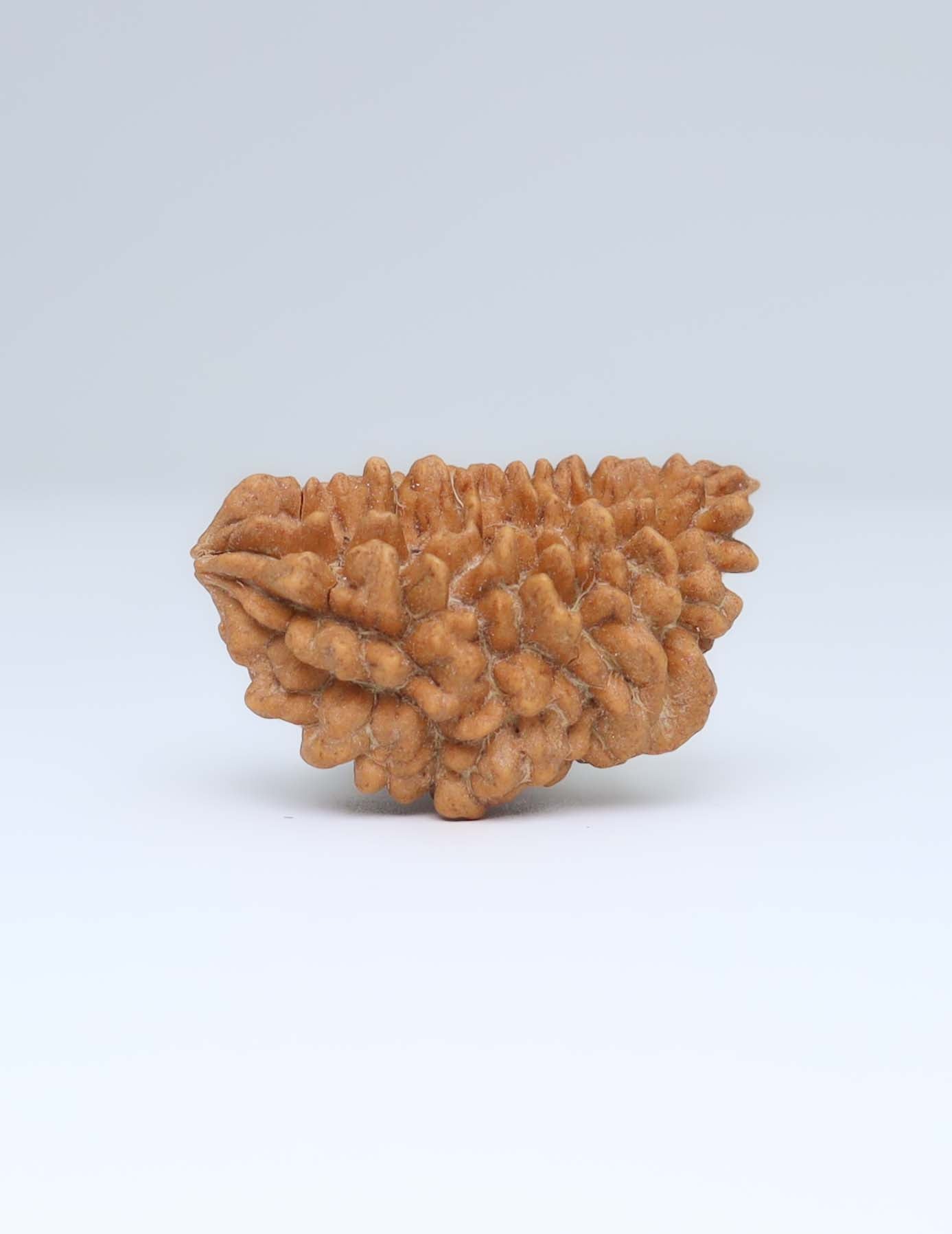 One Mukhi Half Moon Shaped Rudraksha