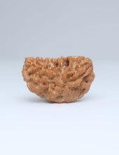 One Mukhi Half Moon Shaped Rudraksha