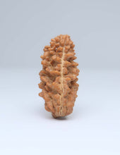 One Mukhi Half Moon Shaped Rudraksha