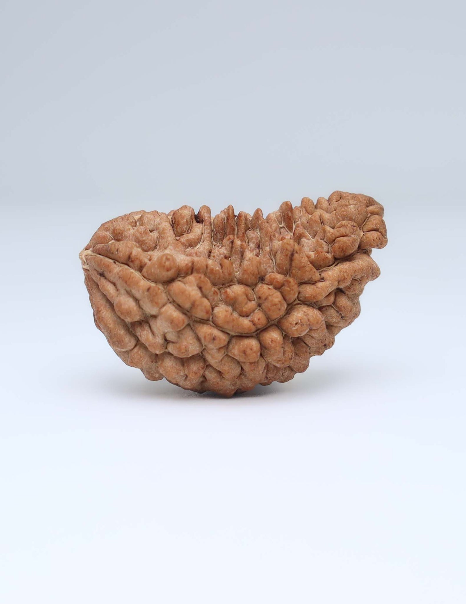 One Mukhi Half Moon Shaped Rudraksha