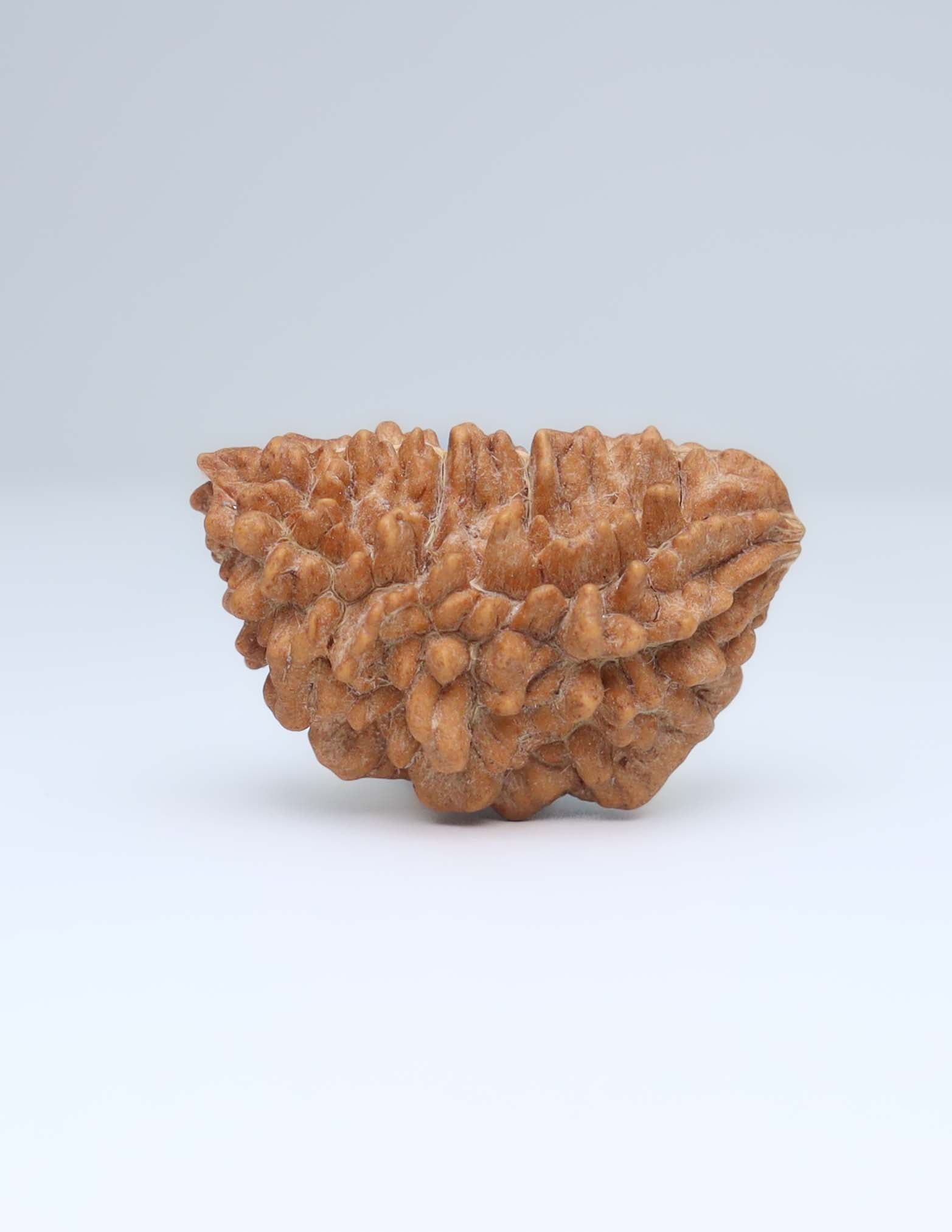 One Mukhi Half Moon Shaped Rudraksha