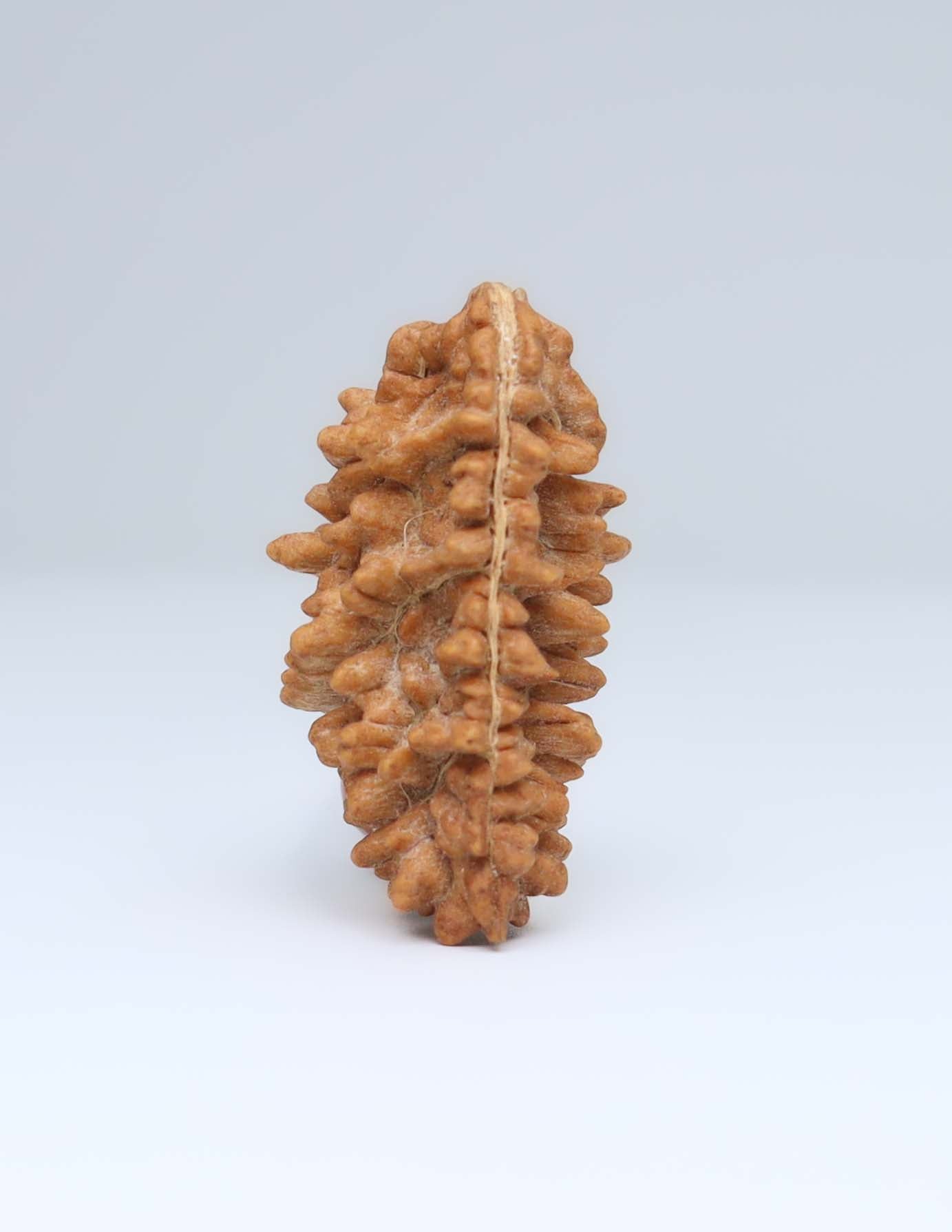 One Mukhi Half Moon Shaped Rudraksha