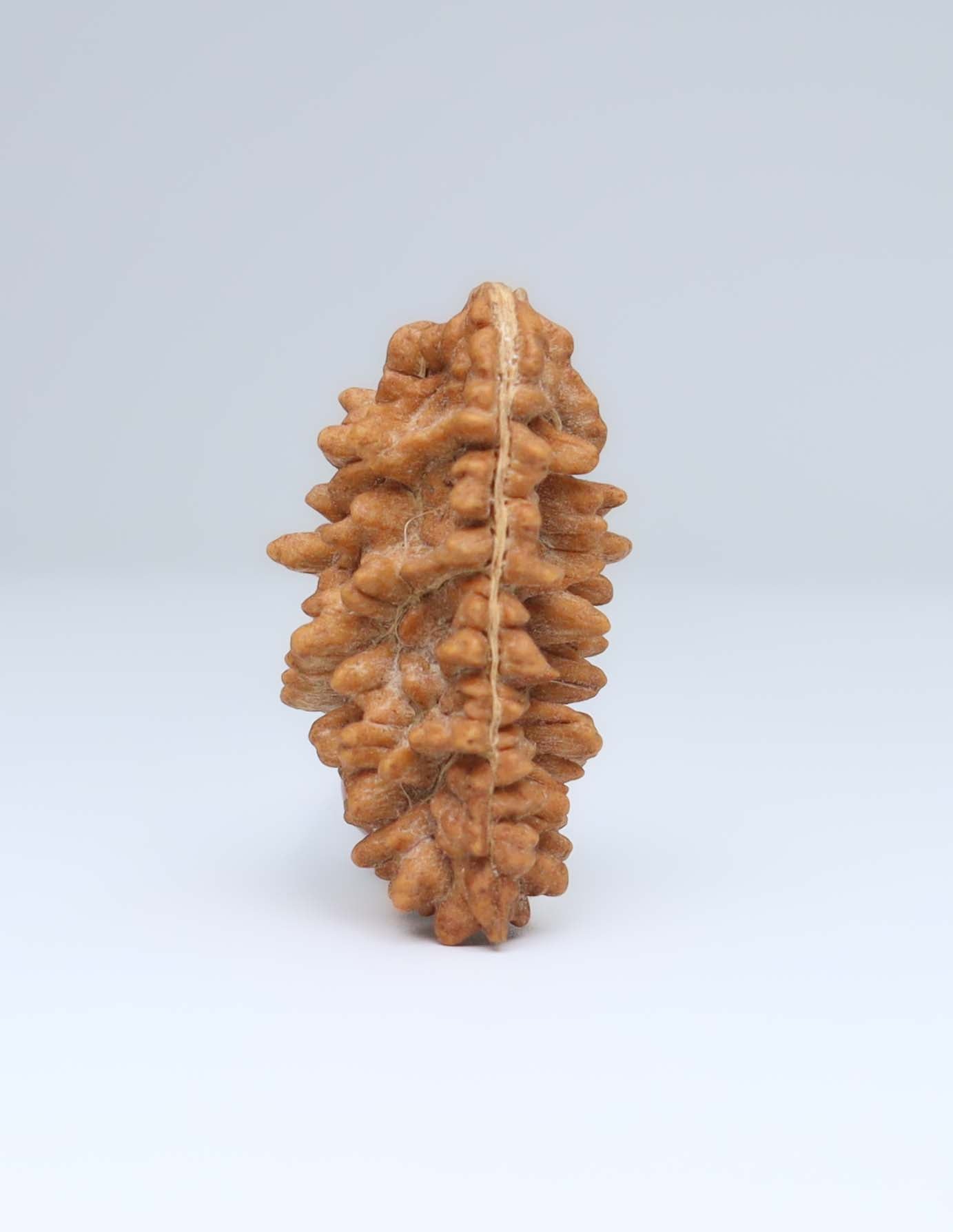 Moon Rakisha Original 1 Mukhi Half Moon Rudraksha | Rudradharma
