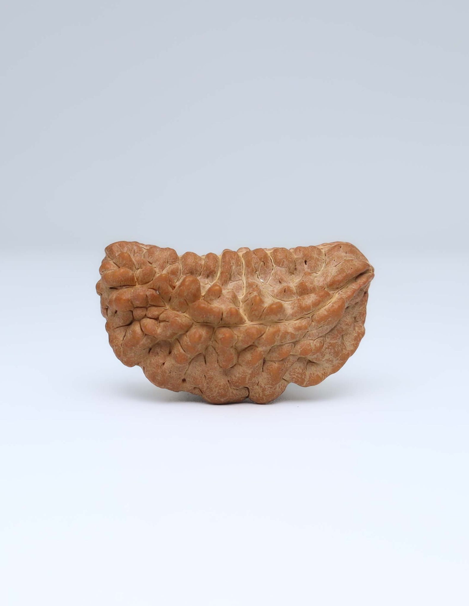 One Mukhi Half Moon Shaped Rudraksha