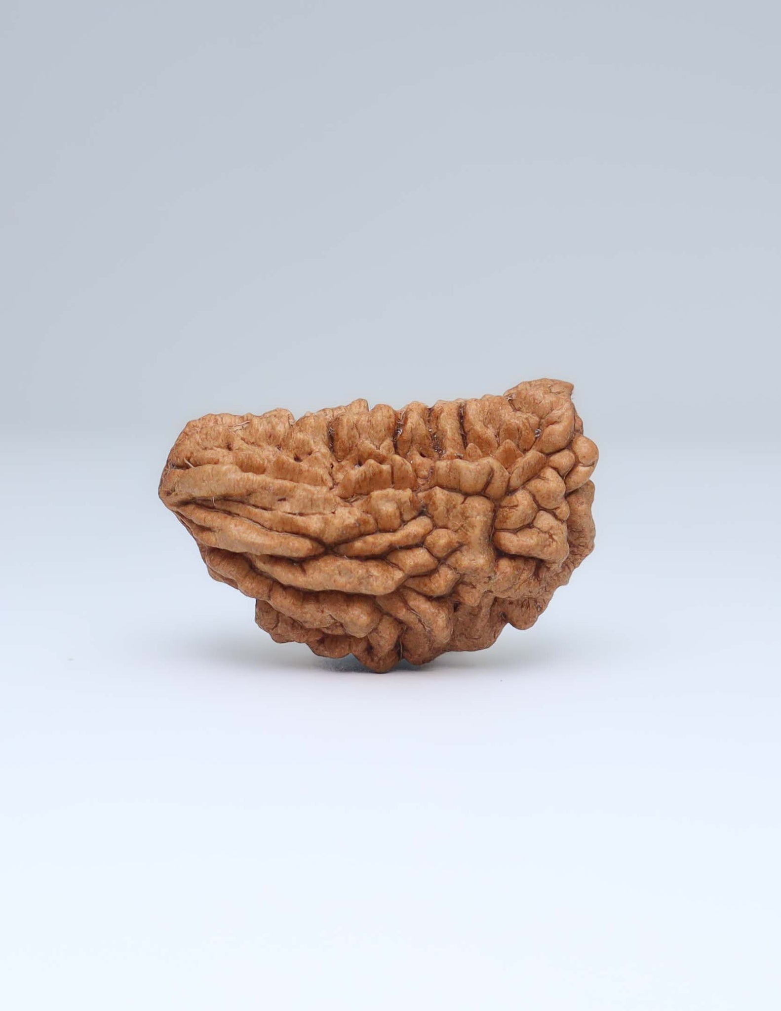 One Mukhi Half Moon Shaped Rudraksha