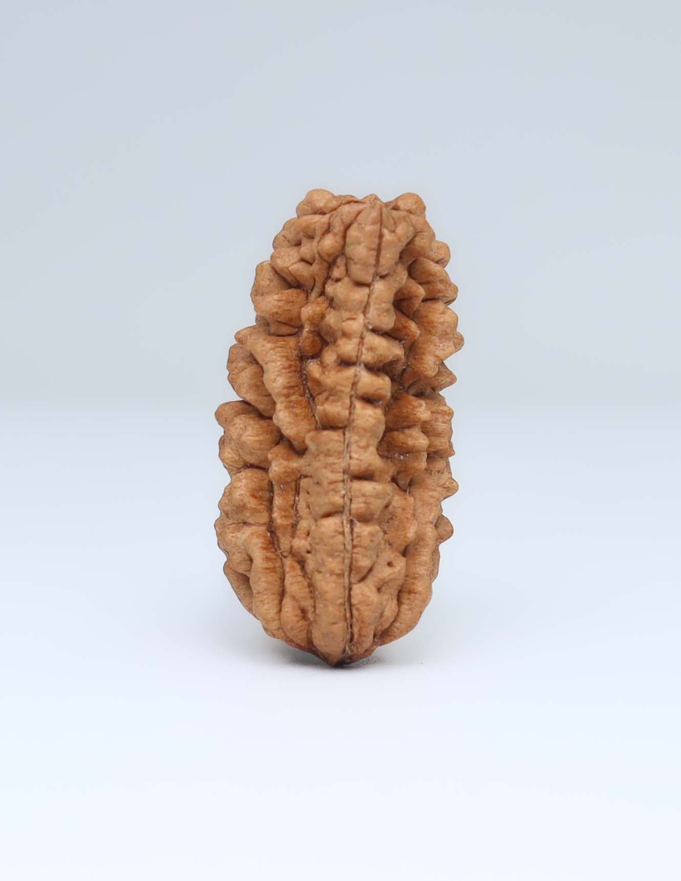 Moon Rakisha Original 1 Mukhi Half Moon Rudraksha | Rudradharma