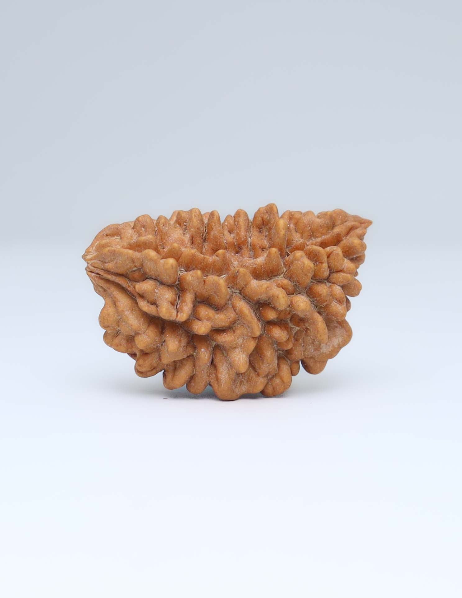 One Mukhi Half Moon Shaped Rudraksha