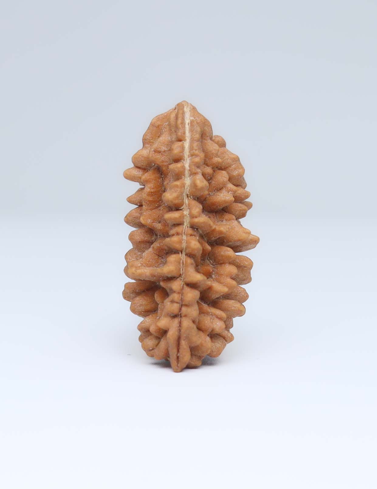 One Mukhi Half Moon Shaped Rudraksha