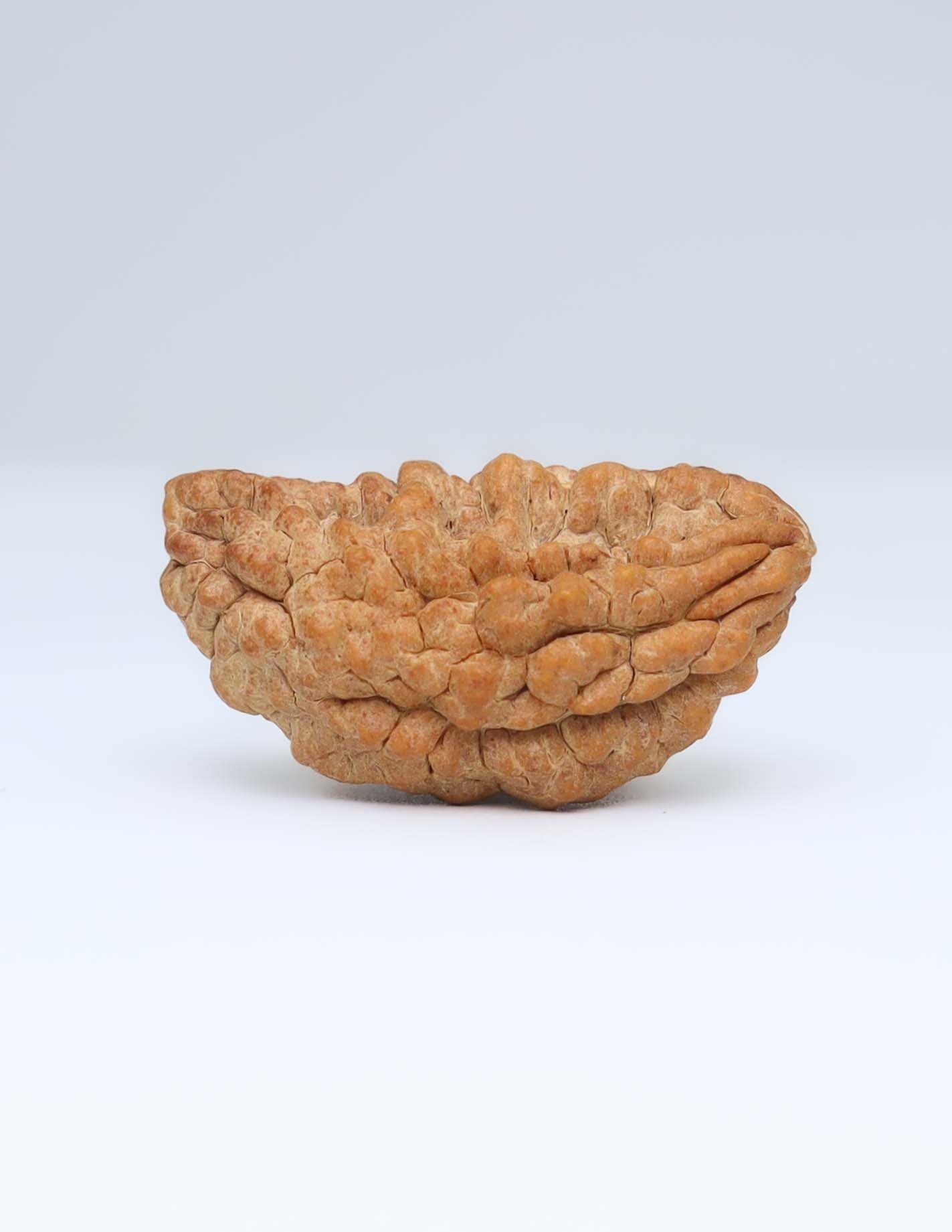 Moon Rakisha Original 1 Mukhi Half Moon Rudraksha | Rudradharma
