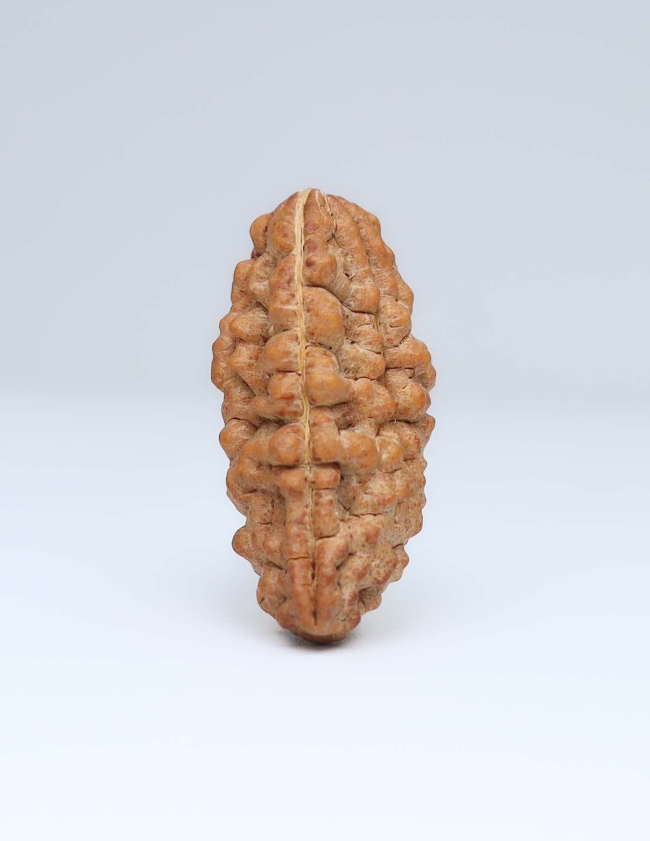 One Mukhi Half Moon Shaped Rudraksha