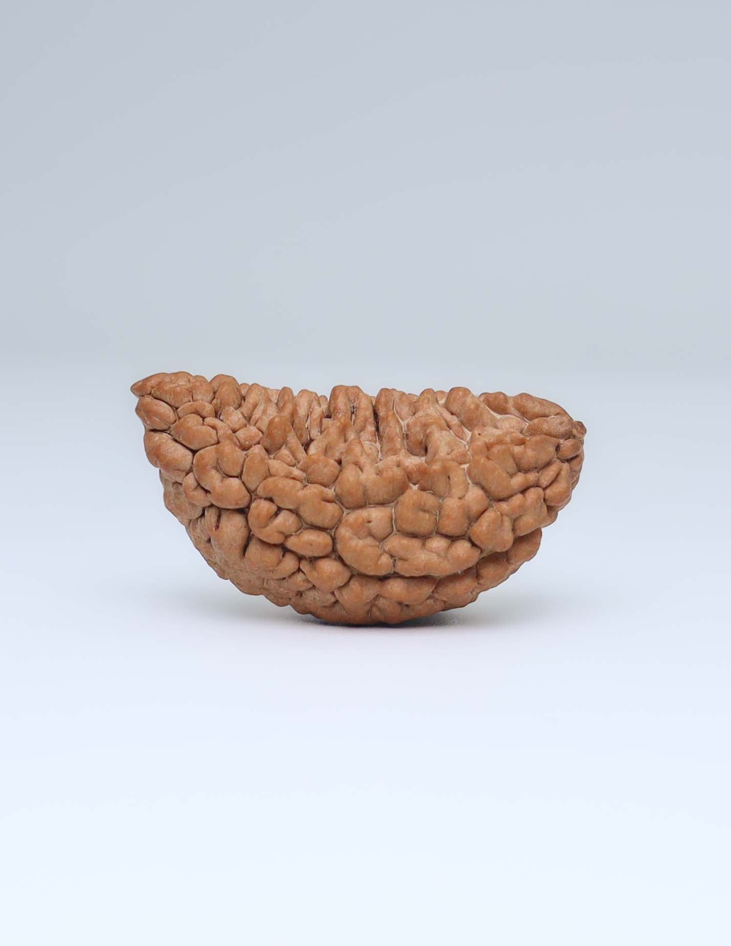 One Mukhi Half Moon Shaped Rudraksha