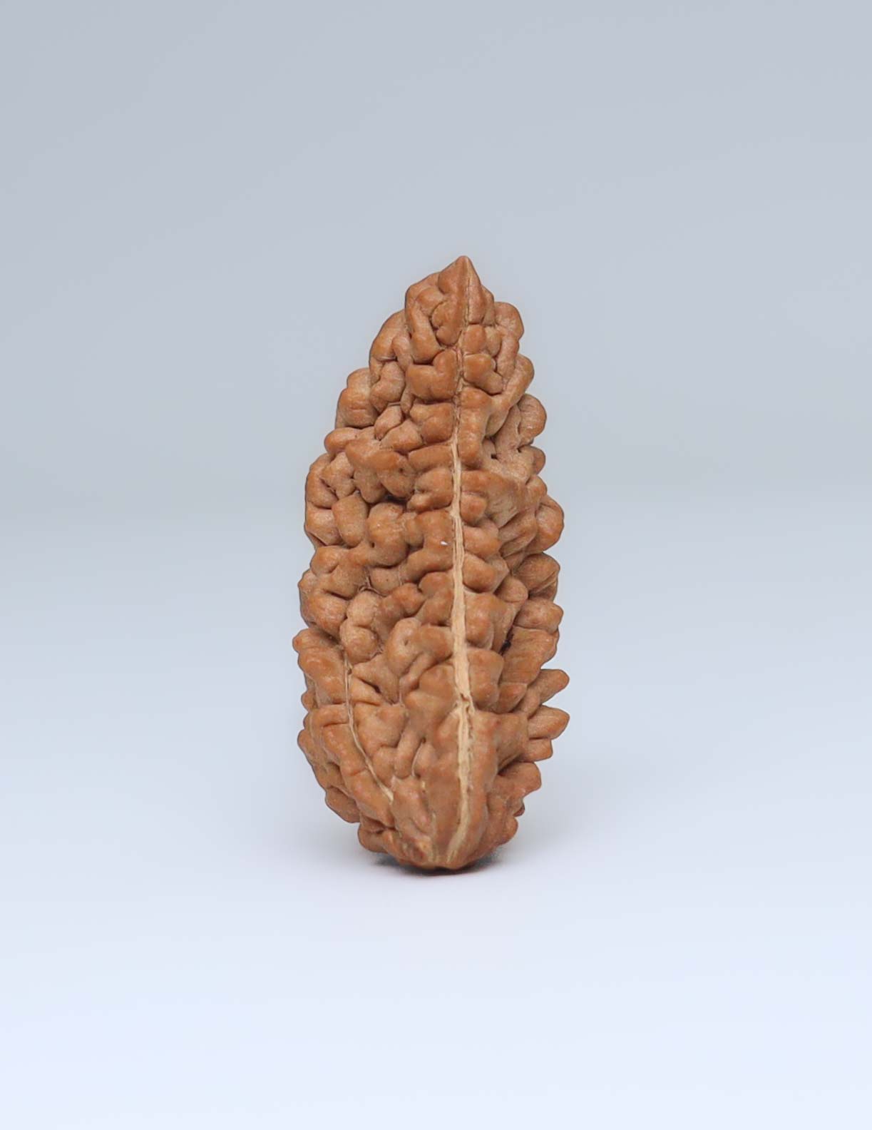 One Mukhi Half Moon Shaped Rudraksha