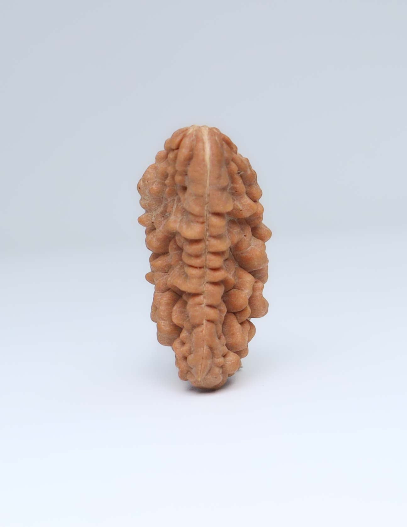 One Mukhi Half Moon Shaped Rudraksha