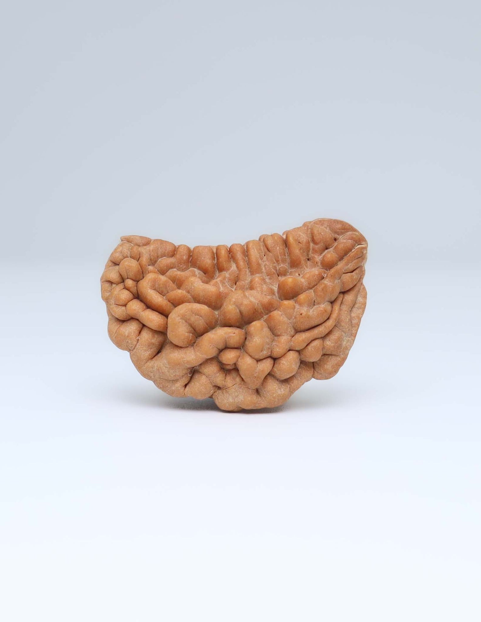 Moon Rakisha Original 1 Mukhi Half Moon Rudraksha | Rudradharma