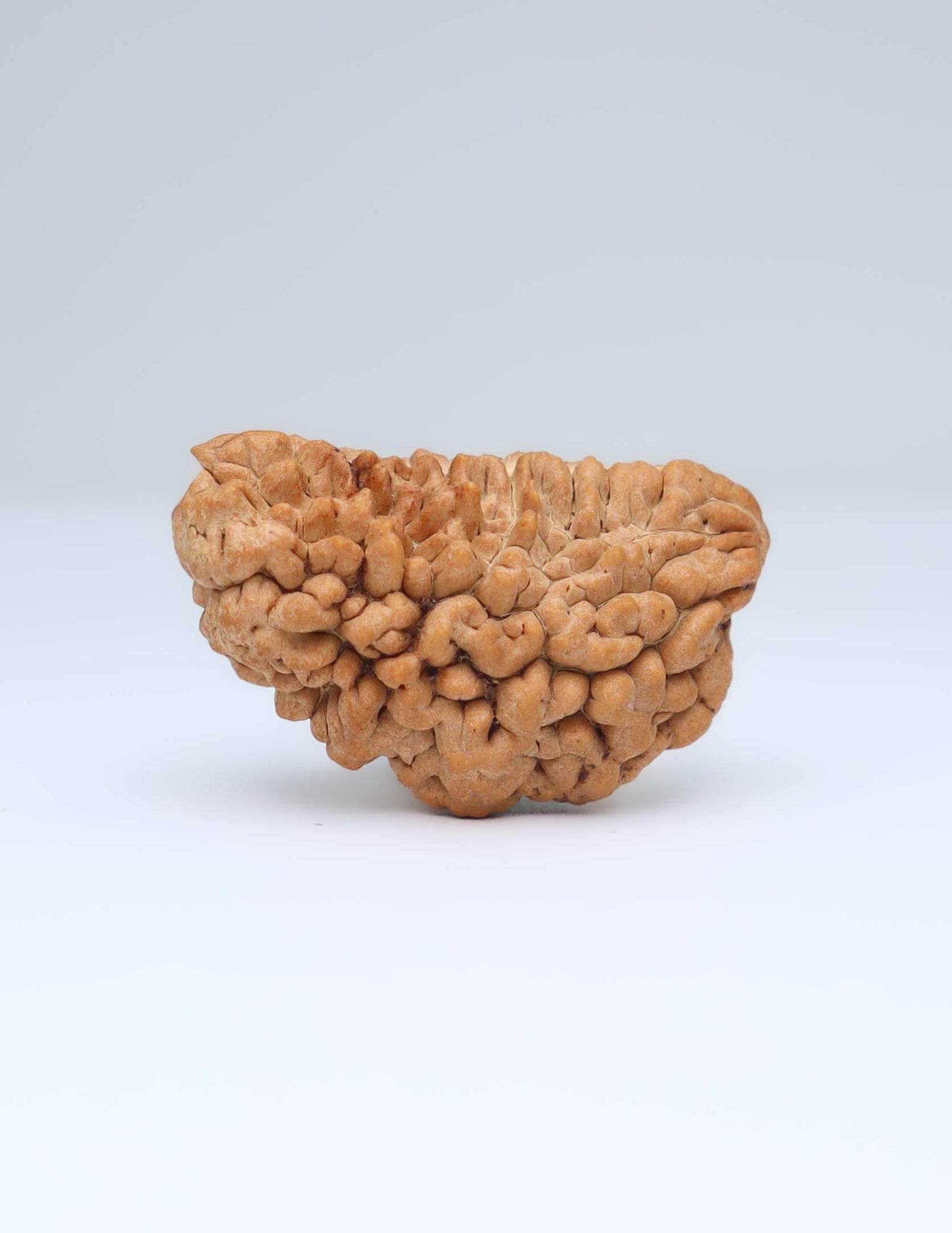 One Mukhi Half Moon Shaped Rudraksha