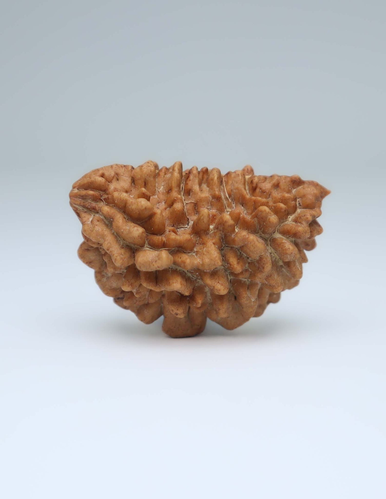 One Mukhi Half Moon Shaped Rudraksha