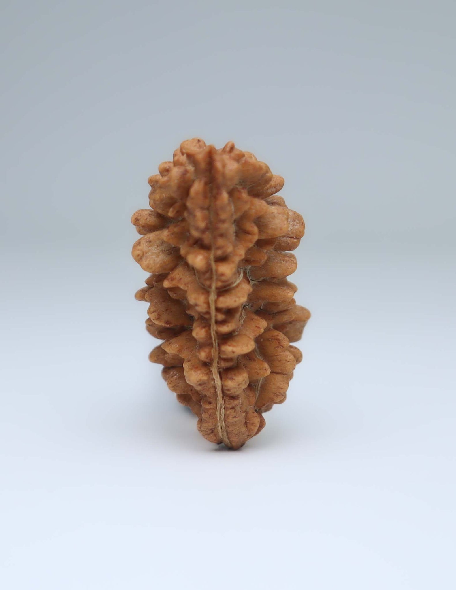 One Mukhi Half Moon Shaped Rudraksha