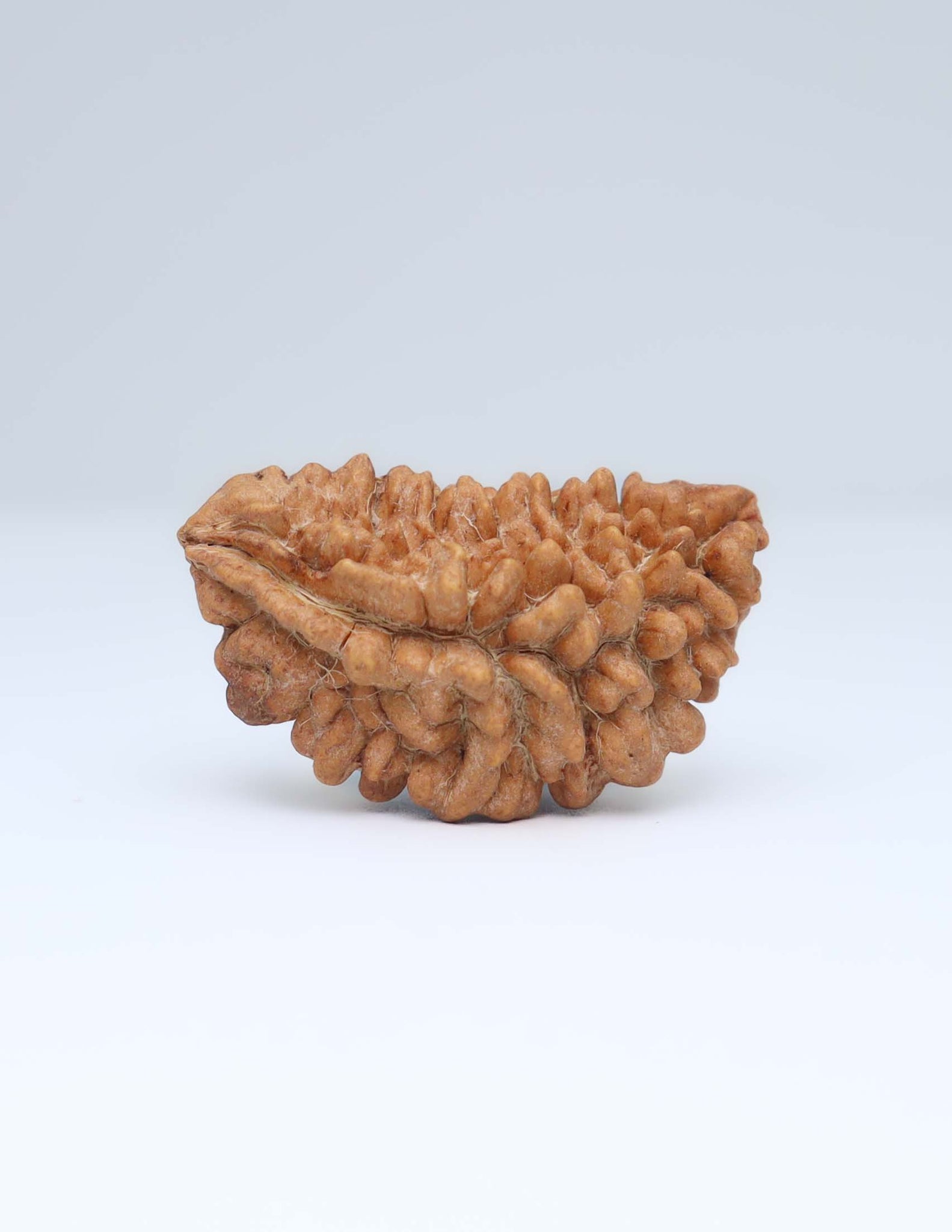 One Mukhi Half Moon Shaped Rudraksha