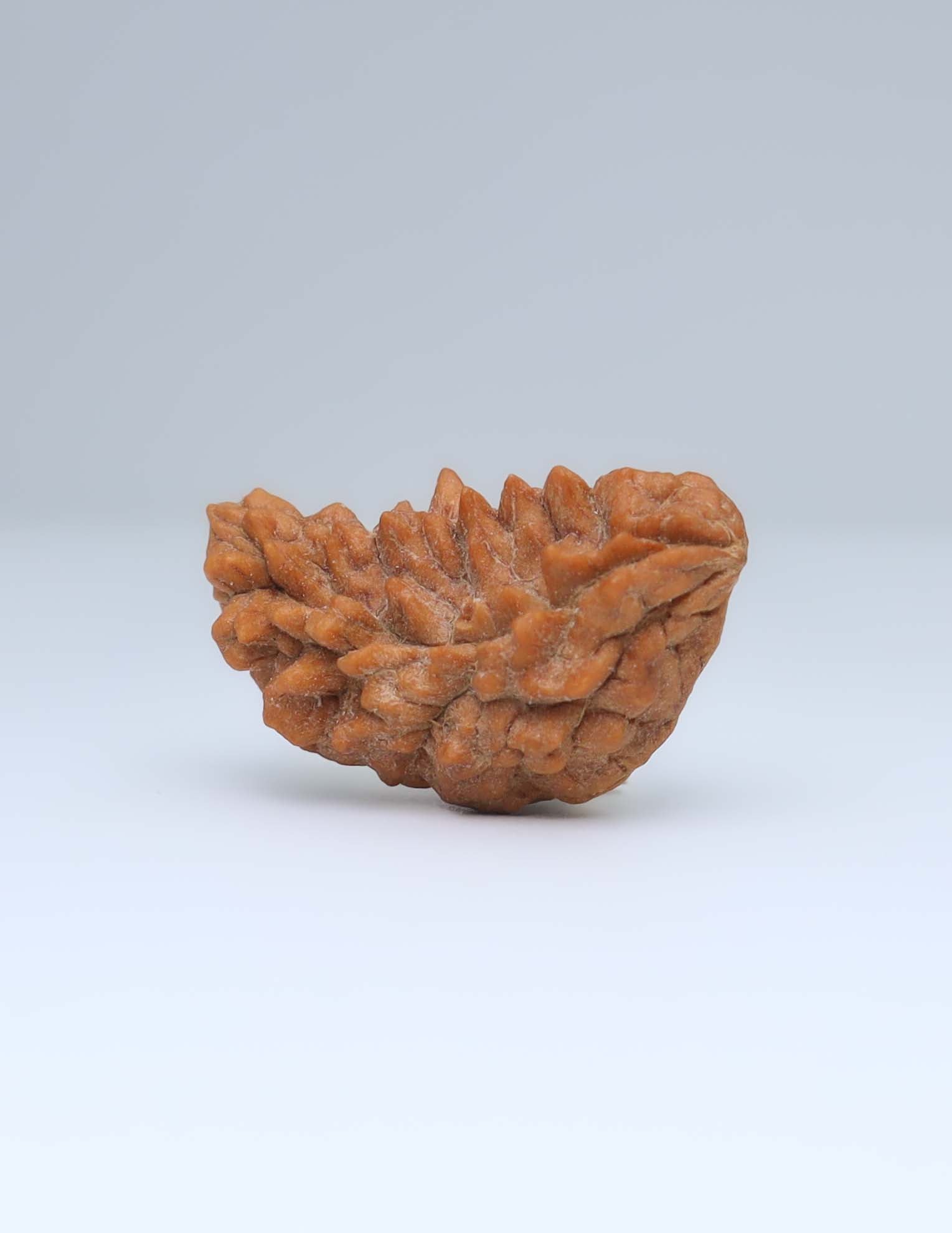 Moon Rakisha Original 1 Mukhi Half Moon Rudraksha | Rudradharma